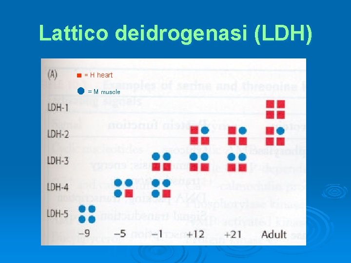 Lattico deidrogenasi (LDH) ■ = H heart ● = M muscle 