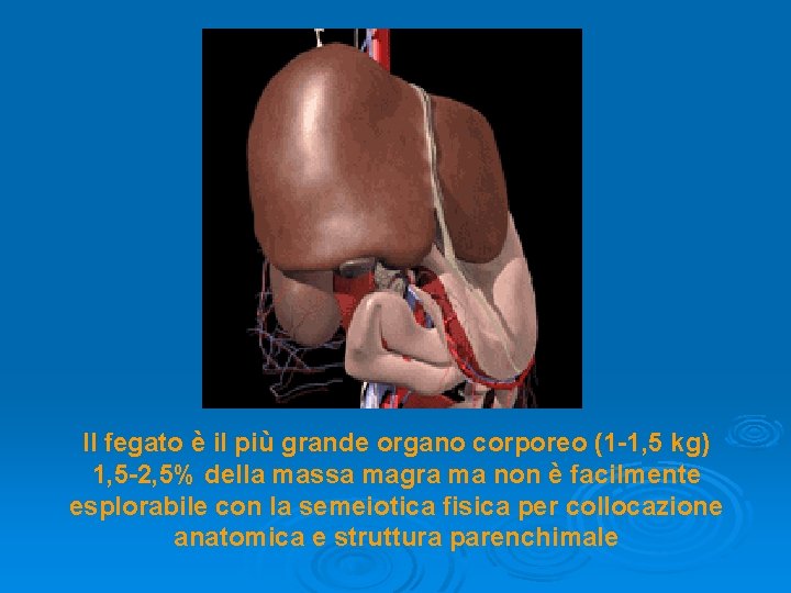 Il fegato è il più grande organo corporeo (1 -1, 5 kg) 1, 5