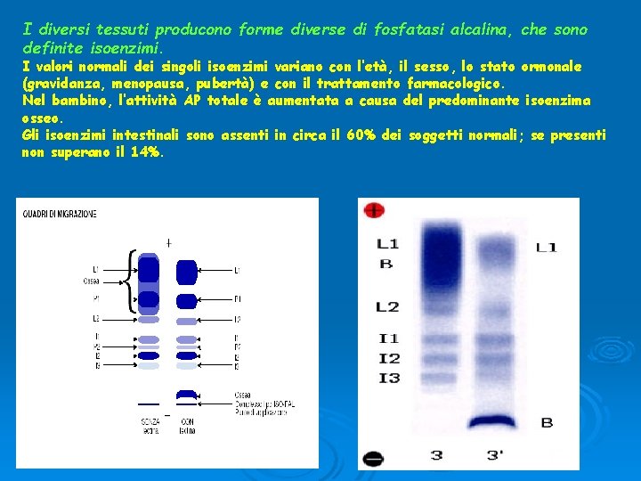 I diversi tessuti producono forme diverse di fosfatasi alcalina, che sono definite isoenzimi. I