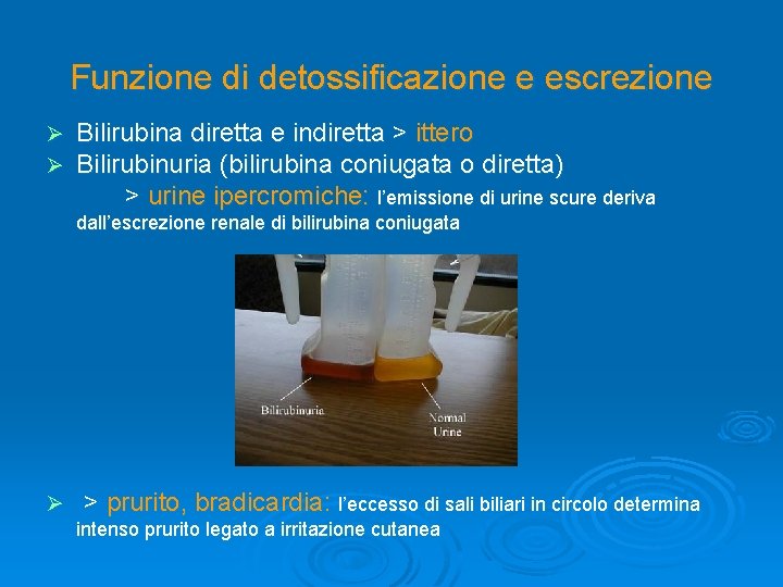 Funzione di detossificazione e escrezione Ø Ø Bilirubina diretta e indiretta > ittero Bilirubinuria