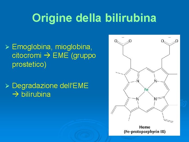 Origine della bilirubina Ø Emoglobina, mioglobina, citocromi EME (gruppo prostetico) Ø Degradazione dell'EME bilirubina