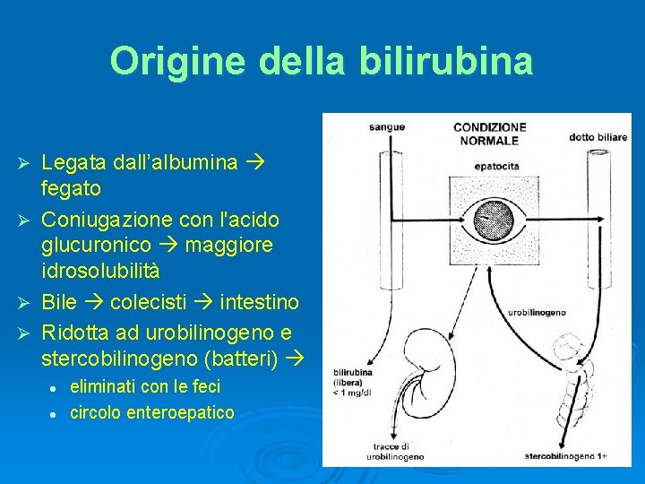 Origine della bilirubina Legata dall’albumina fegato Ø Coniugazione con l'acido glucuronico maggiore idrosolubilità Ø