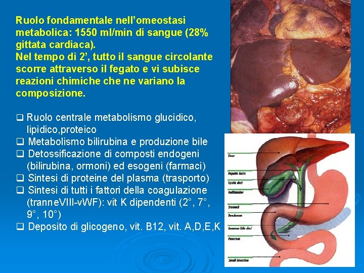 Ruolo fondamentale nell’omeostasi metabolica: 1550 ml/min di sangue (28% gittata cardiaca). Nel tempo di