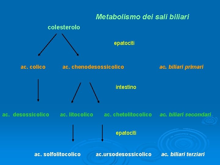 Metabolismo dei sali biliari colesterolo epatociti ac. colico ac. chenodesossicolico ac. biliari primari intestino