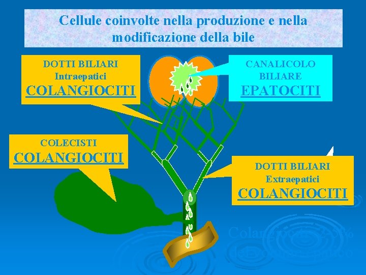 Cellule coinvolte nella produzione e nella modificazione della bile DOTTI BILIARI Intraepatici CANALICOLO BILIARE