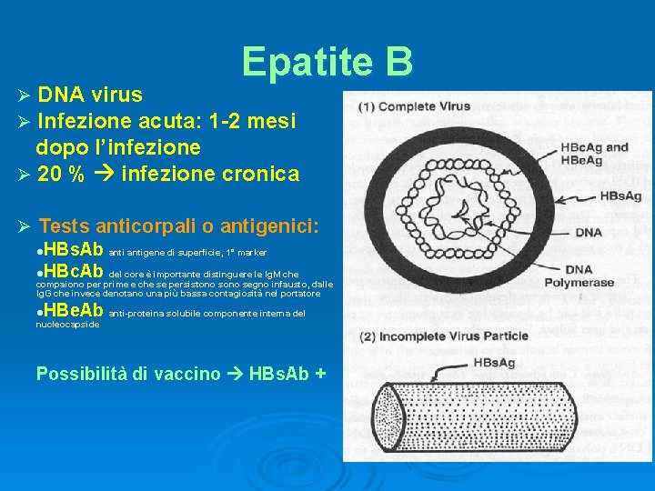 Epatite B DNA virus Infezione acuta: 1 -2 mesi dopo l’infezione Ø 20 %