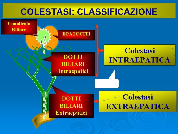 COLESTASI: CLASSIFICAZIONE Canalicolo Biliare EPATOCITI DOTTI BILIARI Intraepatici DOTTI BILIARI Extraepatici Colestasi INTRAEPATICA Colestasi