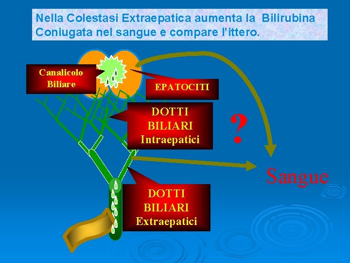 Nella Colestasi Extraepatica aumenta la Bilirubina Coniugata nel sangue e compare l’ittero. Canalicolo Biliare