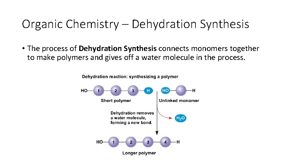 Organic Chemistry – Dehydration Synthesis • The process of Dehydration Synthesis connects monomers together Organic Chemistry – Dehydration Synthesis • The process of Dehydration Synthesis connects monomers together