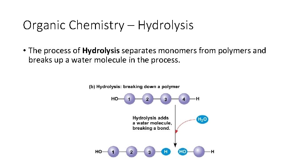 Organic Chemistry – Hydrolysis • The process of Hydrolysis separates monomers from polymers and Organic Chemistry – Hydrolysis • The process of Hydrolysis separates monomers from polymers and