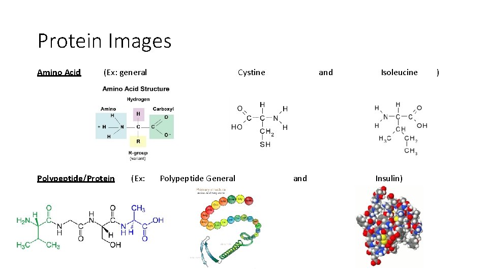 Protein Images Amino Acid (Ex: general Polypeptide/Protein (Ex: Cystine Polypeptide General and Isoleucine Insulin) Protein Images Amino Acid (Ex: general Polypeptide/Protein (Ex: Cystine Polypeptide General and Isoleucine Insulin)