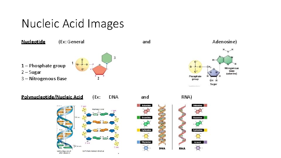 Nucleic Acid Images Nucleotide (Ex: General and Adenosine) 1 – Phosphate group 2 – Nucleic Acid Images Nucleotide (Ex: General and Adenosine) 1 – Phosphate group 2 –