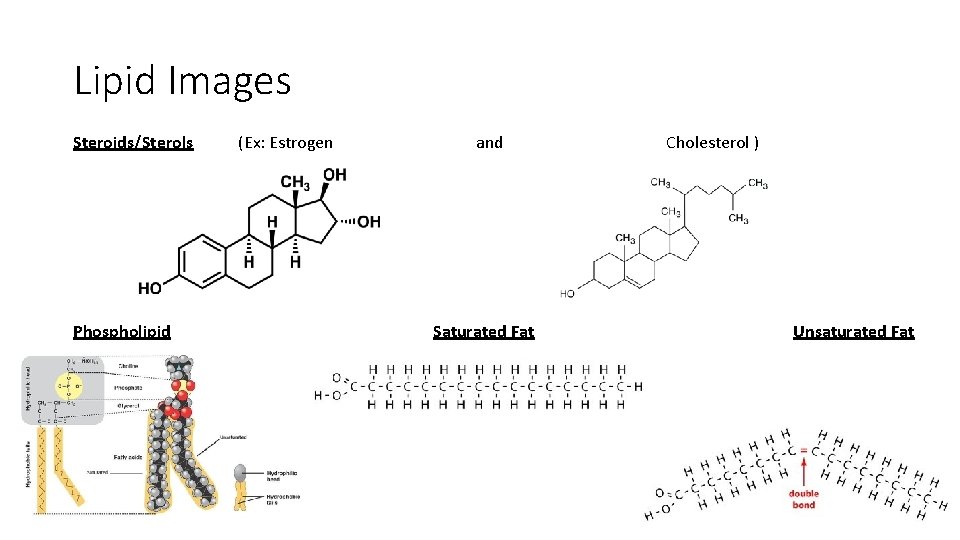 Lipid Images Steroids/Sterols Phospholipid (Ex: Estrogen and Saturated Fat Cholesterol ) Unsaturated Fat Lipid Images Steroids/Sterols Phospholipid (Ex: Estrogen and Saturated Fat Cholesterol ) Unsaturated Fat