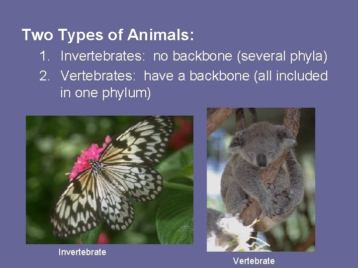 Two Types of Animals: 1. Invertebrates: no backbone (several phyla) 2. Vertebrates: have a