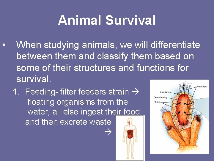 Animal Survival • When studying animals, we will differentiate between them and classify them