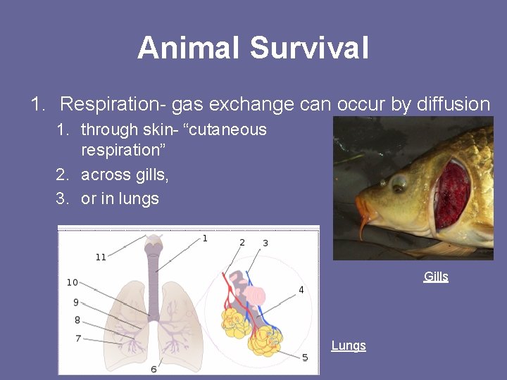 Animal Survival 1. Respiration- gas exchange can occur by diffusion 1. through skin- “cutaneous