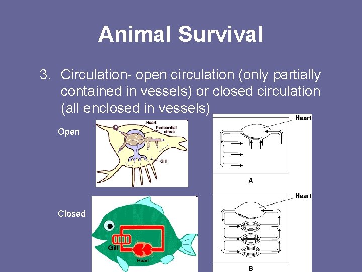 Animal Survival 3. Circulation- open circulation (only partially contained in vessels) or closed circulation