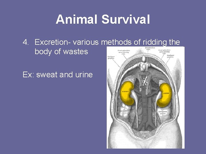 Animal Survival 4. Excretion- various methods of ridding the body of wastes Ex: sweat