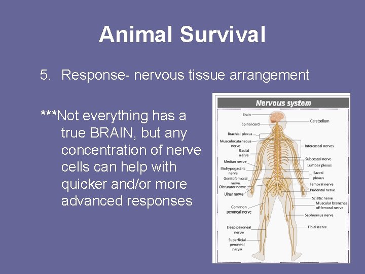 Animal Survival 5. Response- nervous tissue arrangement ***Not everything has a true BRAIN, but