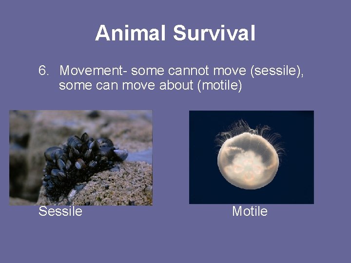 Animal Survival 6. Movement- some cannot move (sessile), some can move about (motile) Sessile