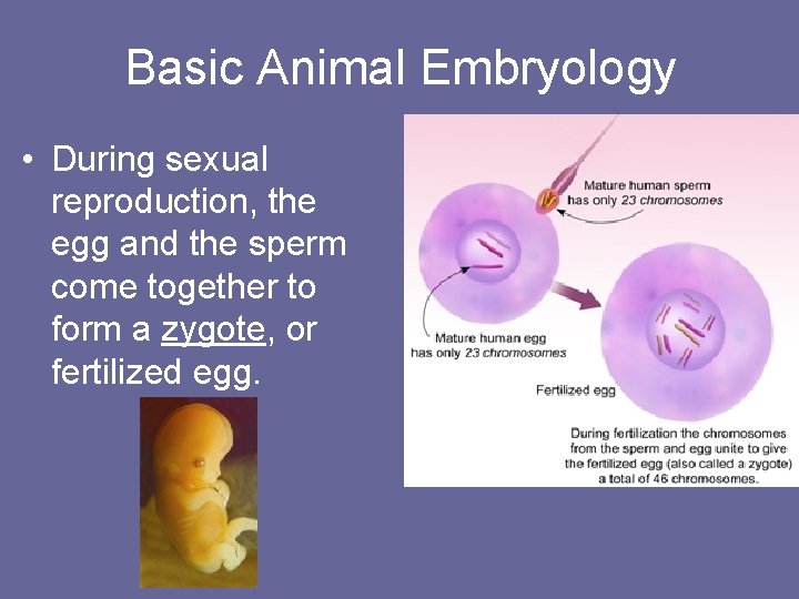 Basic Animal Embryology • During sexual reproduction, the egg and the sperm come together