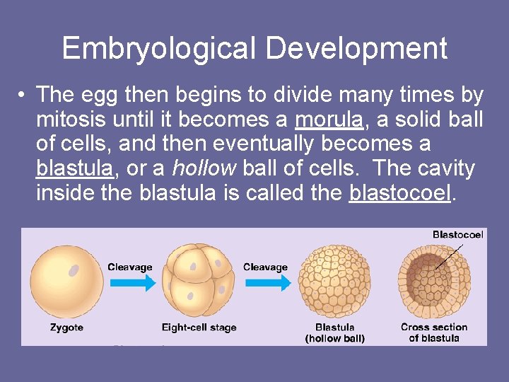 Embryological Development • The egg then begins to divide many times by mitosis until