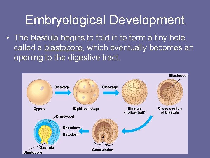 Embryological Development • The blastula begins to fold in to form a tiny hole,
