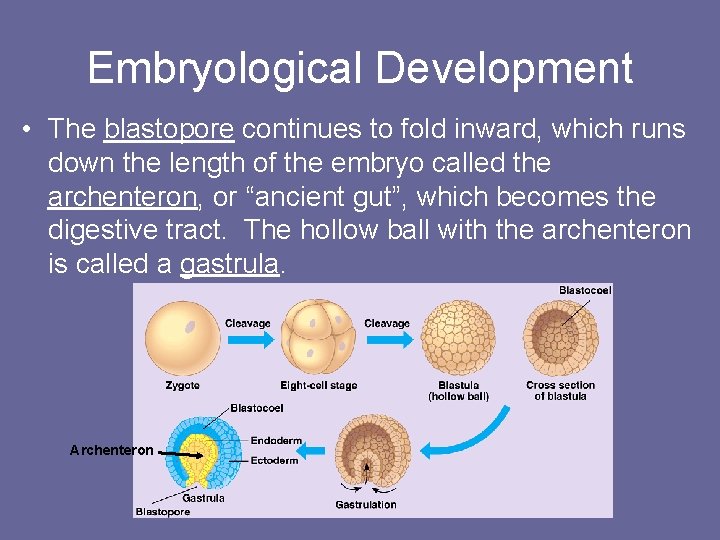 Embryological Development • The blastopore continues to fold inward, which runs down the length