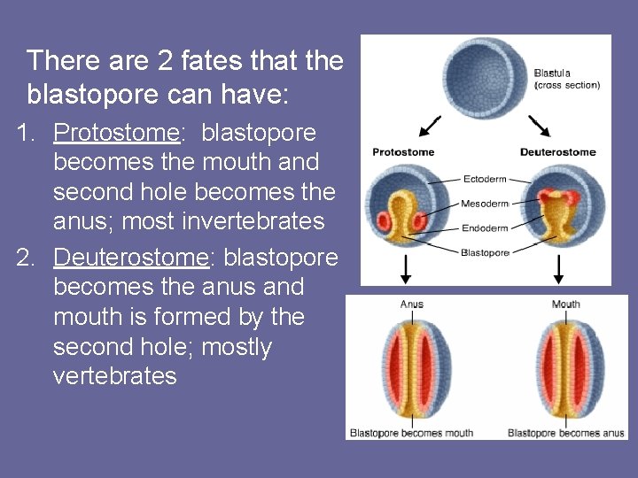 There are 2 fates that the blastopore can have: 1. Protostome: blastopore becomes the