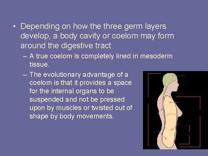  • Depending on how the three germ layers develop, a body cavity or