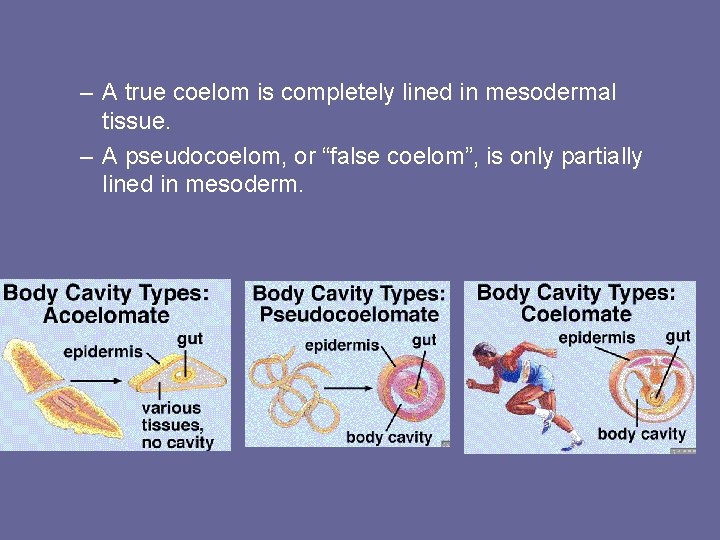 – A true coelom is completely lined in mesodermal tissue. – A pseudocoelom, or