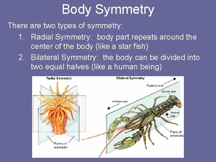 Body Symmetry There are two types of symmetry: 1. Radial Symmetry: body part repeats