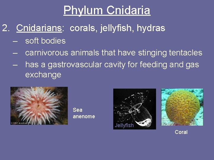 Phylum Cnidaria 2. Cnidarians: corals, jellyfish, hydras – soft bodies – carnivorous animals that