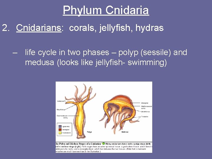 Phylum Cnidaria 2. Cnidarians: corals, jellyfish, hydras – life cycle in two phases –