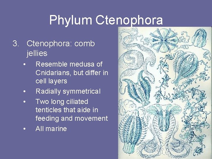 Phylum Ctenophora 3. Ctenophora: comb jellies • • Resemble medusa of Cnidarians, but differ