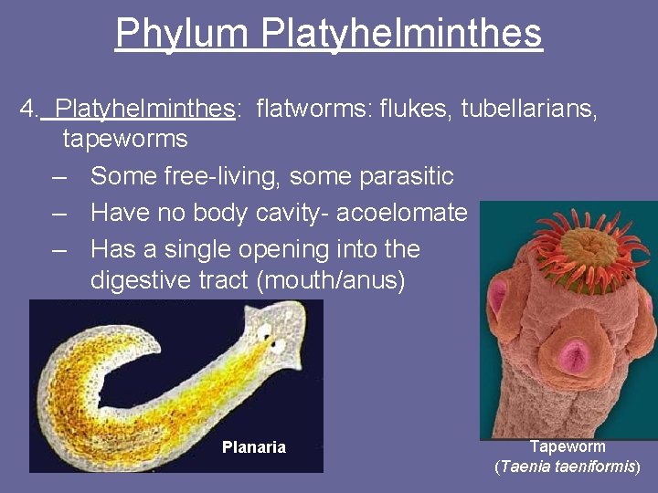 Phylum Platyhelminthes 4. Platyhelminthes: flatworms: flukes, tubellarians, tapeworms – Some free-living, some parasitic –