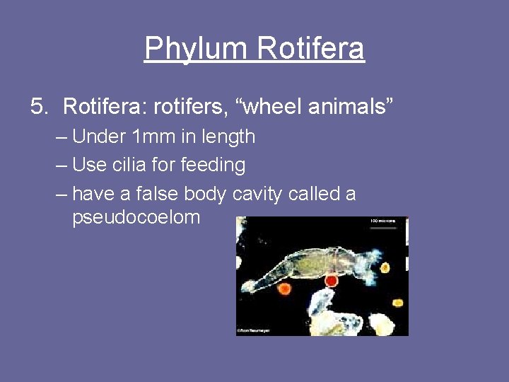 Phylum Rotifera 5. Rotifera: rotifers, “wheel animals” – Under 1 mm in length –