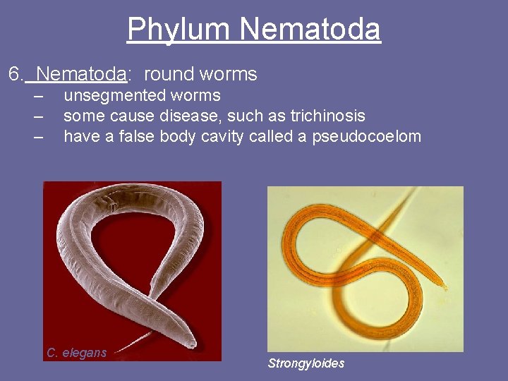 Phylum Nematoda 6. Nematoda: round worms – – – unsegmented worms some cause disease,