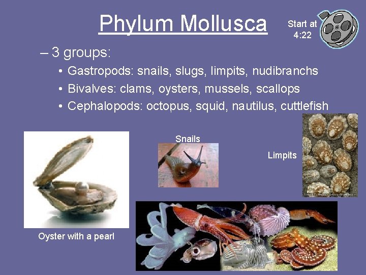 Phylum Mollusca Start at 4: 22 – 3 groups: • Gastropods: snails, slugs, limpits,