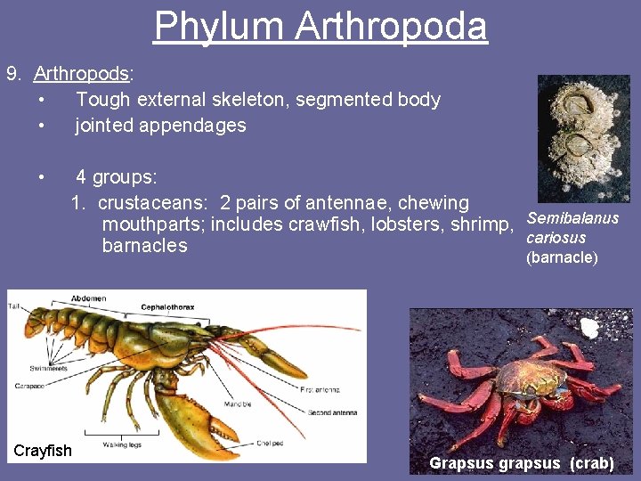 Phylum Arthropoda 9. Arthropods: • Tough external skeleton, segmented body • jointed appendages •