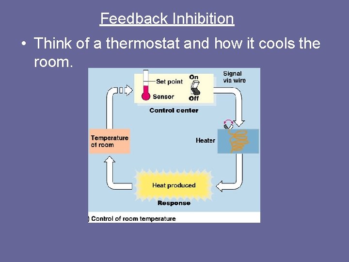 Feedback Inhibition • Think of a thermostat and how it cools the room. 