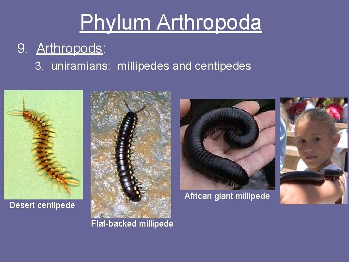 Phylum Arthropoda 9. Arthropods: 3. uniramians: millipedes and centipedes African giant millipede Desert centipede