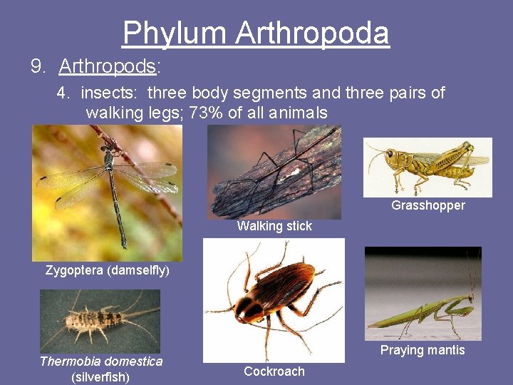 Phylum Arthropoda 9. Arthropods: 4. insects: three body segments and three pairs of walking