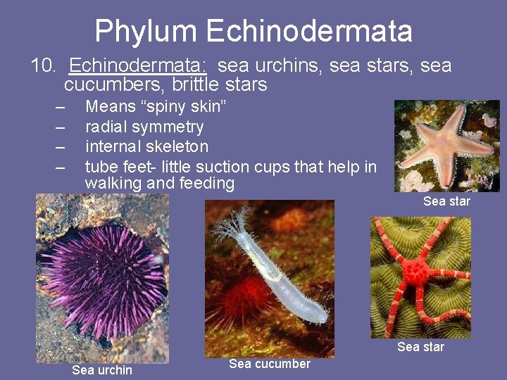 Phylum Echinodermata 10. Echinodermata: sea urchins, sea stars, sea cucumbers, brittle stars – –