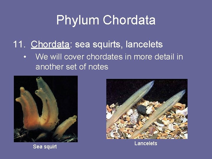 Phylum Chordata 11. Chordata: sea squirts, lancelets • We will cover chordates in more