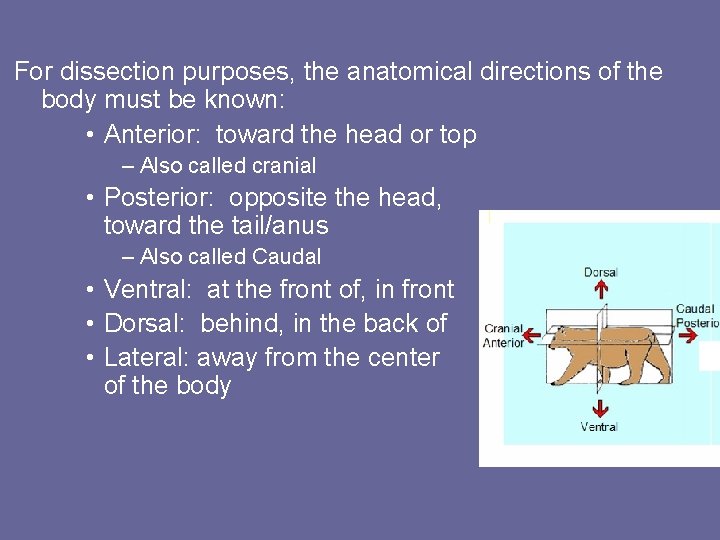 For dissection purposes, the anatomical directions of the body must be known: • Anterior: