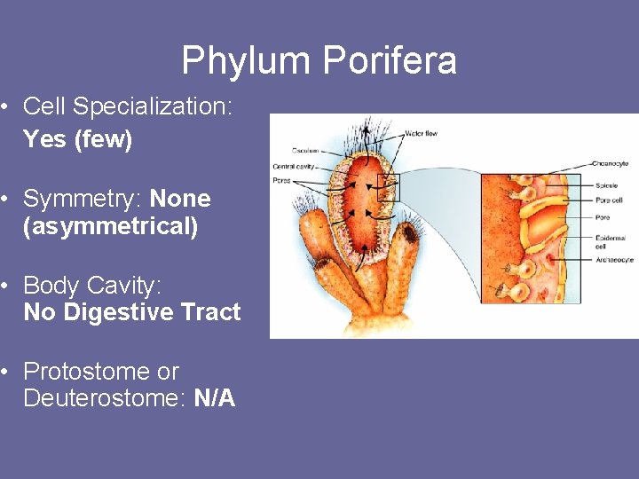 Phylum Porifera • Cell Specialization: Yes (few) • Symmetry: None (asymmetrical) • Body Cavity: