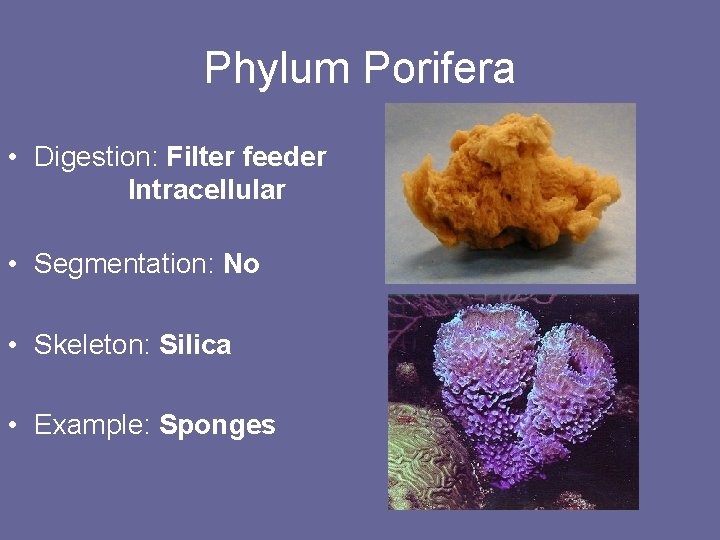 Phylum Porifera • Digestion: Filter feeder Intracellular • Segmentation: No • Skeleton: Silica •