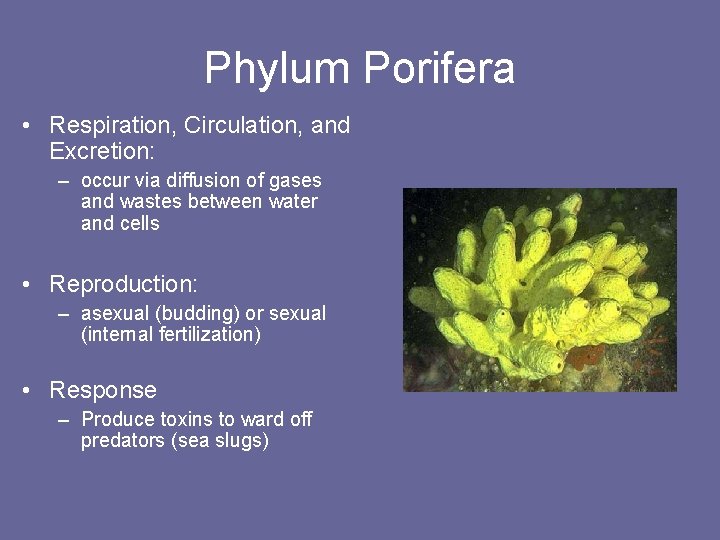 Phylum Porifera • Respiration, Circulation, and Excretion: – occur via diffusion of gases and