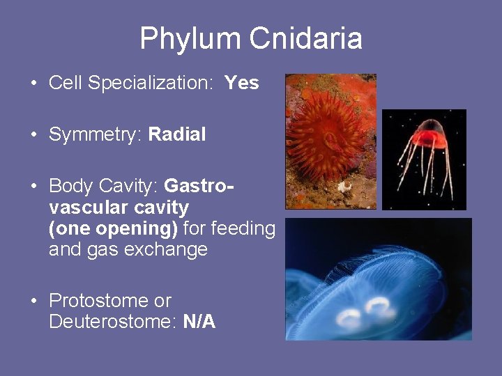 Phylum Cnidaria • Cell Specialization: Yes • Symmetry: Radial • Body Cavity: Gastrovascular cavity